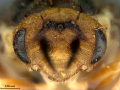 Neodiprion hetricki by the Smithsonian. Used under a CC0 license.
