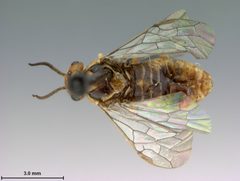 Neodiprion nanulus contortae by the Smithsonian. Used under a CC0 license.