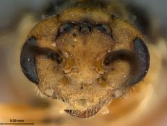 Neodiprion nanulus contortae by the Smithsonian. Used under a CC0 license.