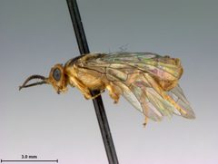 Neodiprion nanulus contortae by the Smithsonian. Used under a CC0 license.