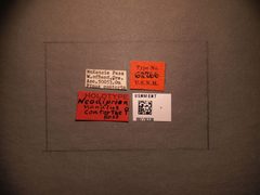 Neodiprion nanulus contortae by the Smithsonian. Used under a CC0 license.