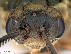 Neodiprion pratti paradoxicus by the Smithsonian. Used under a CC0 license.