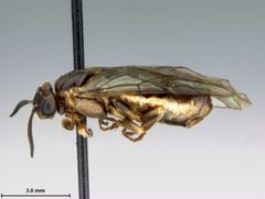 Neodiprion pratti paradoxicus by the Smithsonian. Used under a CC0 license.