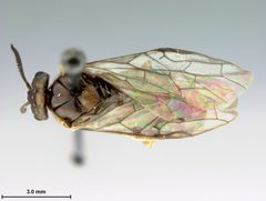 Neodiprion pratti paradoxicus by the Smithsonian. Used under a CC0 license.