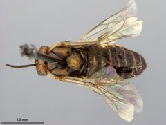 Neodiprion (Neodiprion) rugifrons by the Smithsonian. Used under a CC0 license.