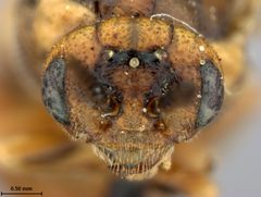 Neodiprion (Neodiprion) rugifrons by the Smithsonian. Used under a CC0 license.