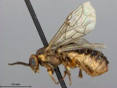 Neodiprion (Neodiprion) rugifrons by the Smithsonian. Used under a CC0 license.