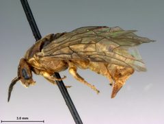 Neodiprion taedae linearis by the Smithsonian. Used under a CC0 license.