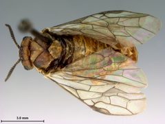 Neodiprion taedae linearis by the Smithsonian. Used under a CC0 license.