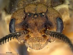 Neodiprion taedae linearis by the Smithsonian. Used under a CC0 license.