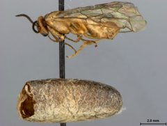 Neodiprion tsugae by the Smithsonian. Used under a CC0 license.