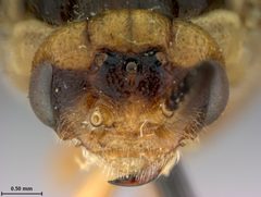 Neodiprion ventralis by the Smithsonian. Used under a CC0 license.