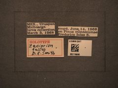 Zadiprion falsus by the Smithsonian. Used under a CC0 license.