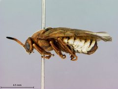 Zadiprion falsus by the Smithsonian. Used under a CC0 license.
