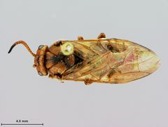 Zadiprion falsus by the Smithsonian. Used under a CC0 license.