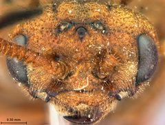 Zadiprion falsus by the Smithsonian. Used under a CC0 license.