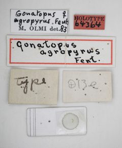Gonatopus agropyrus by the Smithsonian. Used under a CC0 license.