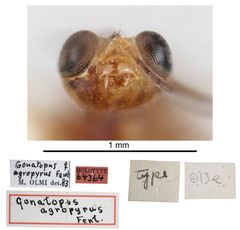 Gonatopus agropyrus by the Smithsonian. Used under a CC0 license.