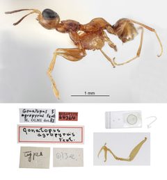 Gonatopus agropyrus by the Smithsonian. Used under a CC0 license.