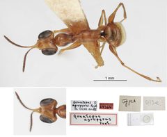 Gonatopus agropyrus by the Smithsonian. Used under a CC0 license.