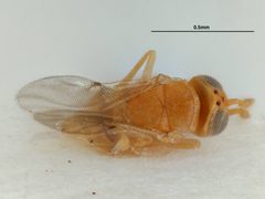 Acerophagus papayae by the Smithsonian. Used under a CC0 license.
