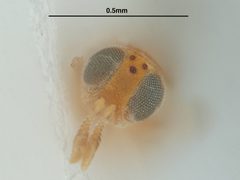 Acerophagus papayae by the Smithsonian. Used under a CC0 license.