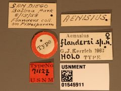 Aenasius flandersi by the Smithsonian. Used under a CC0 license.
