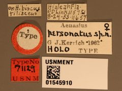 Aenasius personatus by the Smithsonian. Used under a CC0 license.