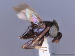 Aenasius similis by the Smithsonian. Used under a CC0 license.