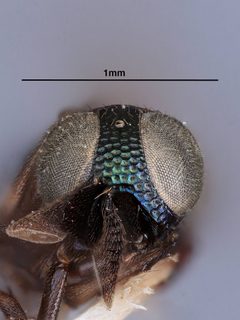 Aenasius similis by the Smithsonian. Used under a CC0 license.