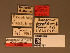 Anagyrus aegyptiacus by the Smithsonian. Used under a CC0 license.