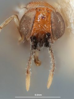 Anagyrus aegyptiacus by the Smithsonian. Used under a CC0 license.