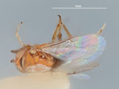 Anagyrus aegyptiacus by the Smithsonian. Used under a CC0 license.