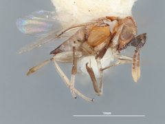 Anagyrus aegyptiacus by the Smithsonian. Used under a CC0 license.