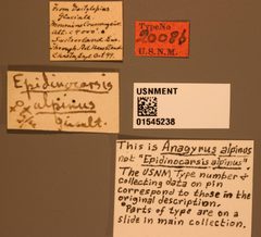 Anagyrus alpinus by the Smithsonian. Used under a CC0 license.