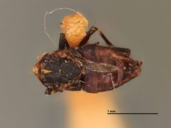 Anagyrus alpinus by the Smithsonian. Used under a CC0 license.