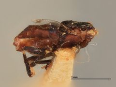 Anagyrus alpinus by the Smithsonian. Used under a CC0 license.