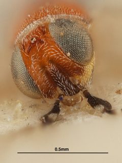Anagyrus kamali by the Smithsonian. Used under a CC0 license.