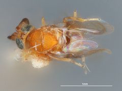 Anicetus toumeyellae by the Smithsonian. Used under a CC0 license.