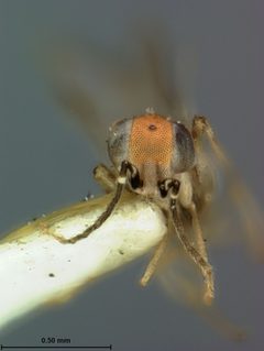 Aphycus albiclavatus by the Smithsonian. Used under a CC0 license.