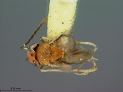 Aphycus albiclavatus by the Smithsonian. Used under a CC0 license.