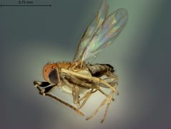 Aphycus albiclavatus by the Smithsonian. Used under a CC0 license.