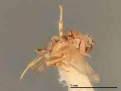 Aphycus lichtensiae by the Smithsonian. Used under a CC0 license.