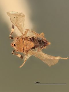 Aphycus lichtensiae by the Smithsonian. Used under a CC0 license.