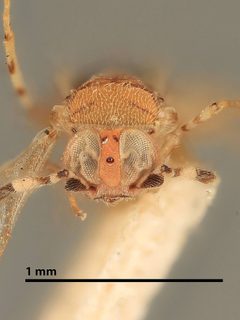 Aphycus lichtensiae by the Smithsonian. Used under a CC0 license.