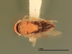 Aphycus pulchellus by the Smithsonian. Used under a CC0 license.
