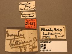 Blastothrix brittanica by the Smithsonian. Used under a CC0 license.