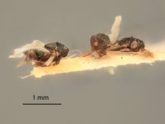 Blastothrix brittanica by the Smithsonian. Used under a CC0 license.