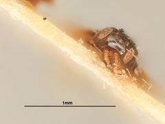 Blastothrix brittanica by the Smithsonian. Used under a CC0 license.