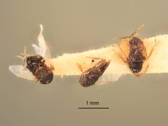 Blastothrix brittanica by the Smithsonian. Used under a CC0 license.
